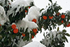 In Hilandar, oranges under snow (Photo: monk Milutin)